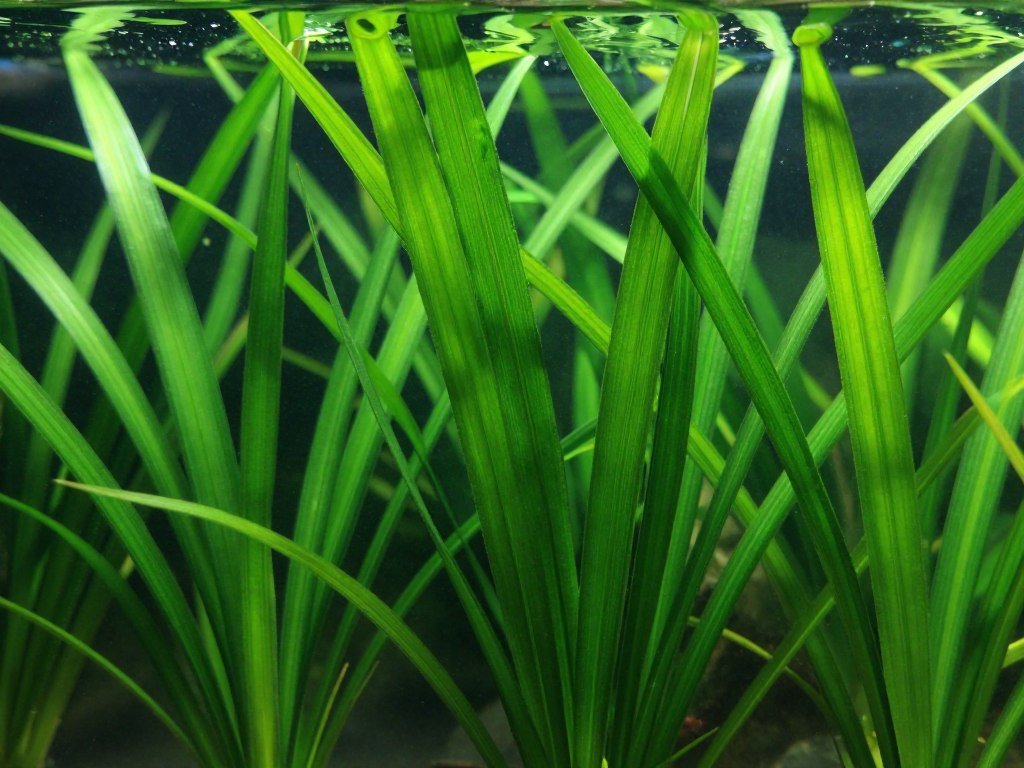 Tall Vallisneria plants creating a lush background in an aquarium